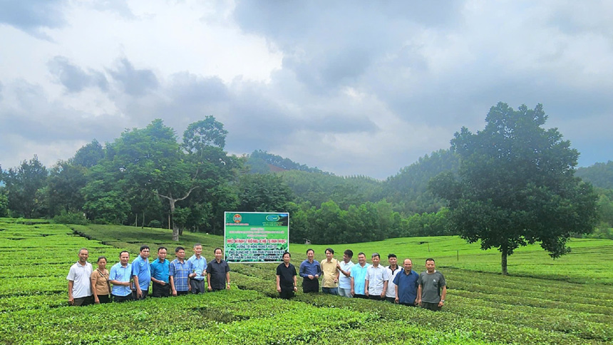 Trung tâm Hỗ trợ nông dân tỉnh triển khai mô hình sử dụng phân bón hữu cơ vi sinh trên cây chè tại xã Xuân Lương
