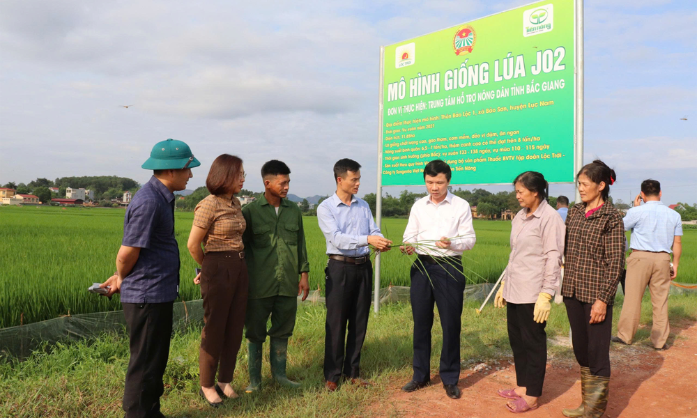 Chương trình hợp tác giữa Hội Nông dân tỉnh và Công ty Tiến Nông: Nông dân hưởng lợi