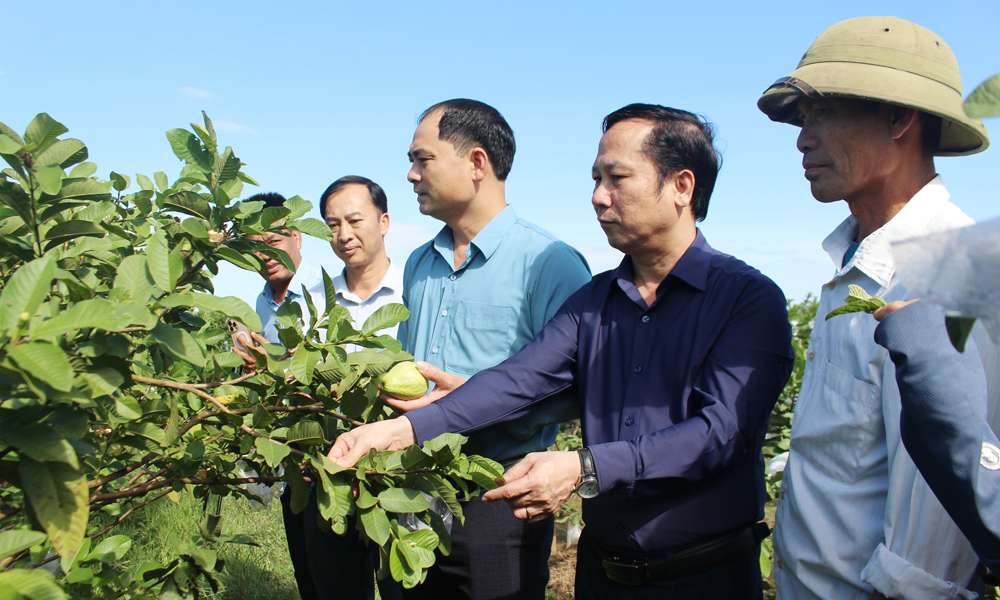 Hiệu quả kép từ sử dụng phân bón hữu cơ trên Cây ổi lê Đài Loan Bắc Ninh