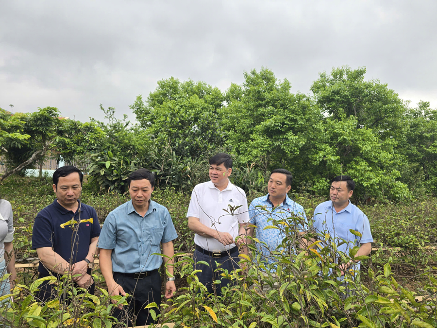 Phát triển cây dược liệu dưới tán rừng Tây Yên Tử