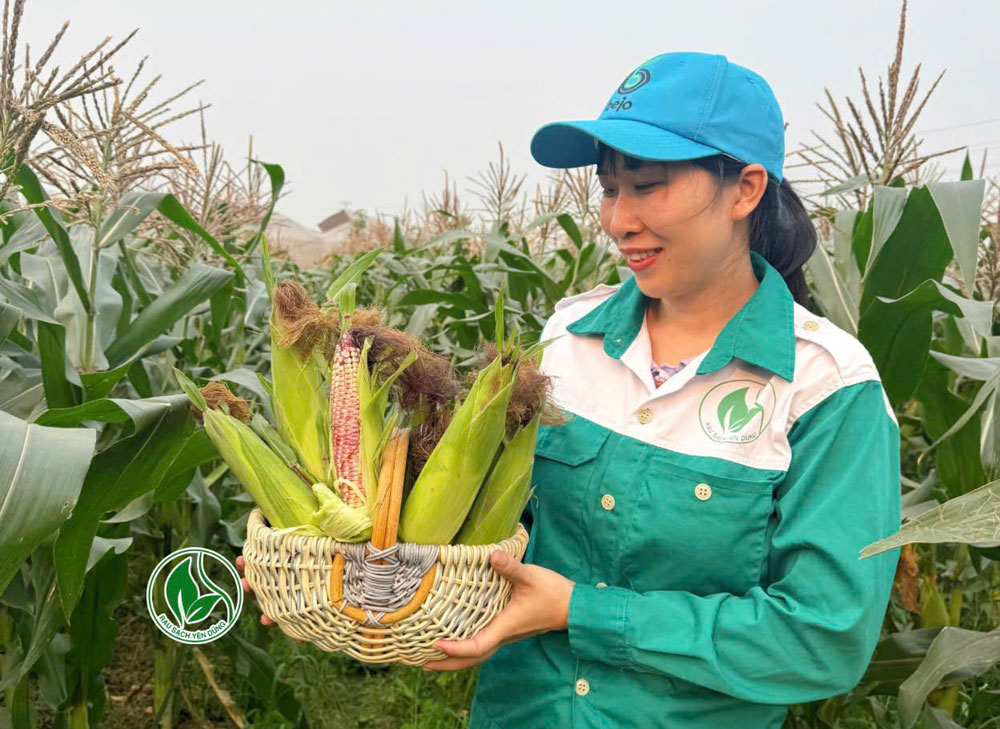 Hợp tác xã Rau sạch Yên Dũng trồng ngô trái cây cho thu nhập 450 triệu đồng/ha