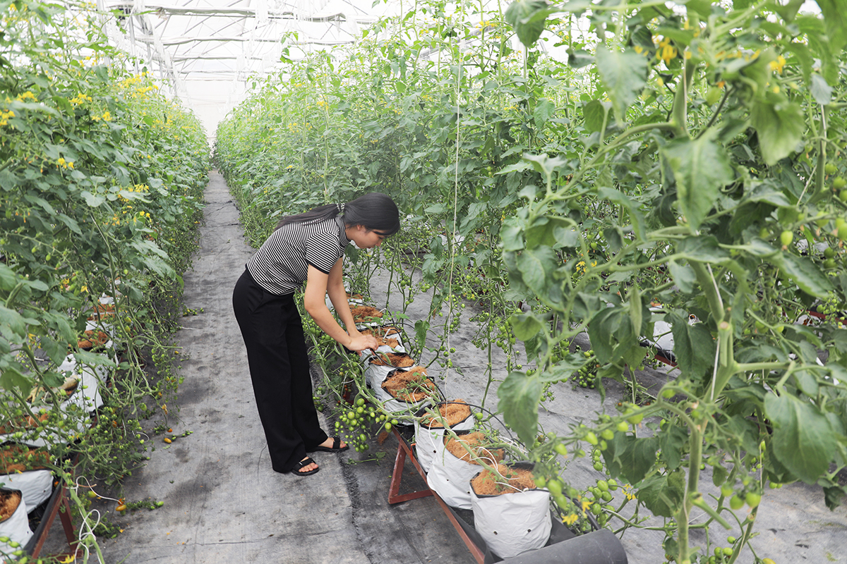 Bắc Ninh: Hơn 72.000 hội viên nông dân được vay vốn phát triển sản xuất