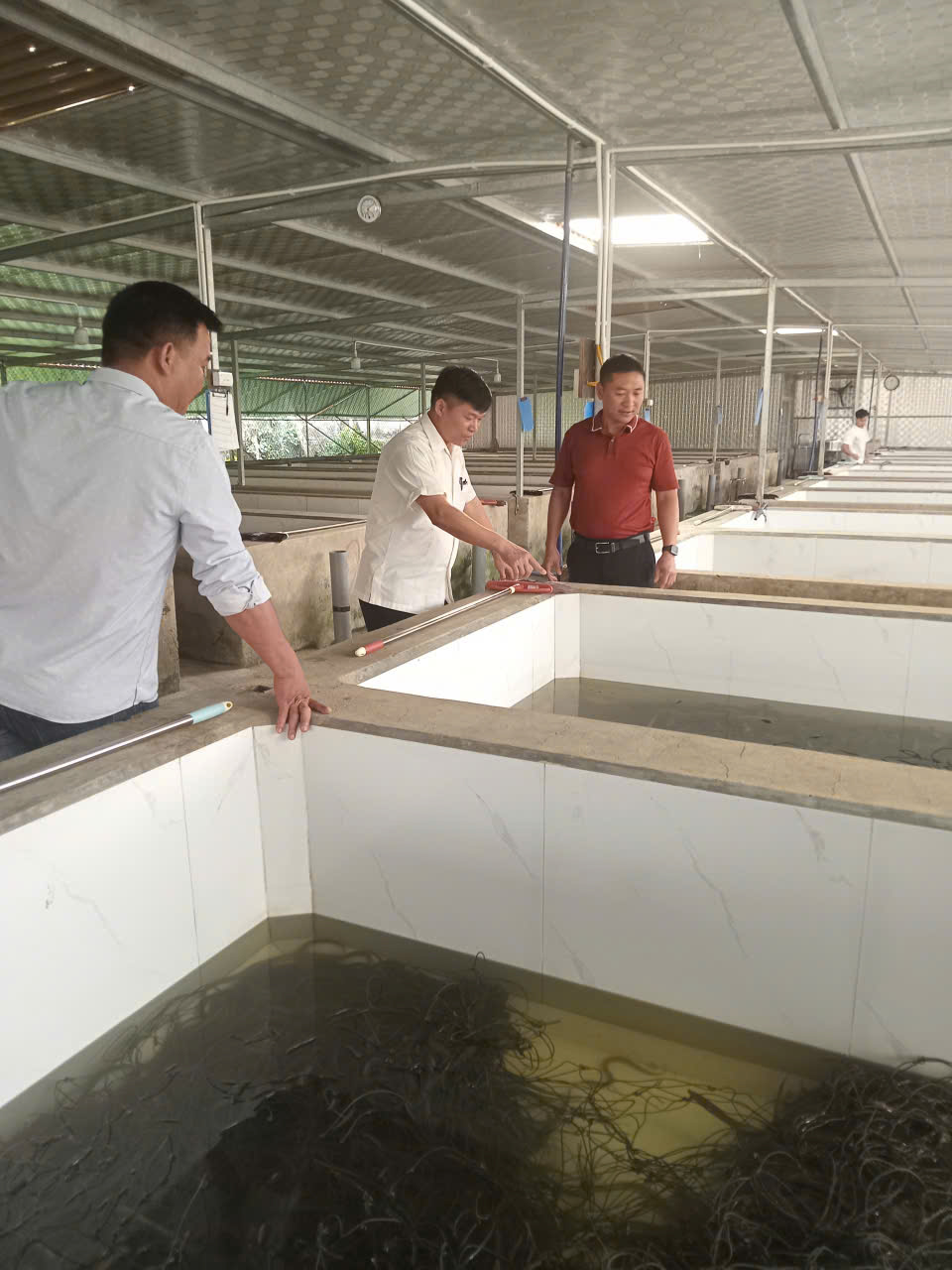 âm huyết làm giàu từ mô hình nuôi lươn thương phẩm của hội viên nông dân phường Nếnh