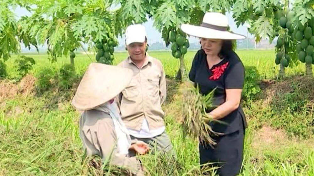 “Hạt ngọc” đen từ lúa tím
