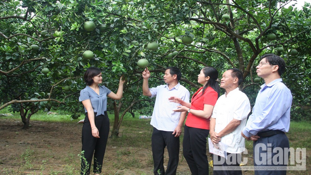 Hiệp Hòa: ra mắt mô hình 