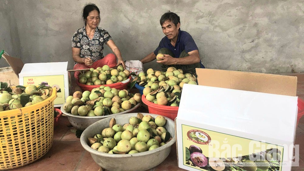 Vú sữa Hợp Đức được giá, khan hàng