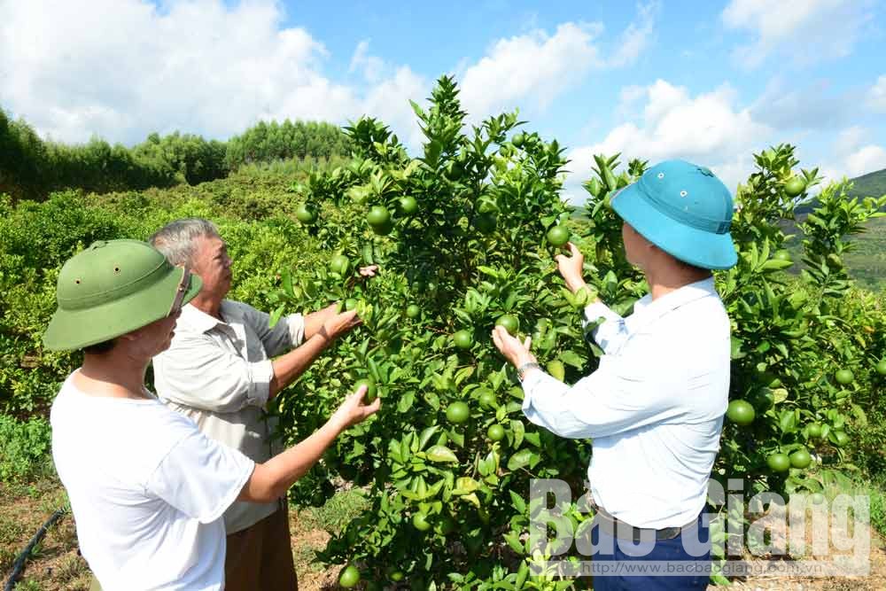 Lục Ngạn: Thời tiết khô hạn, tăng cường tưới ẩm cho cây có múi