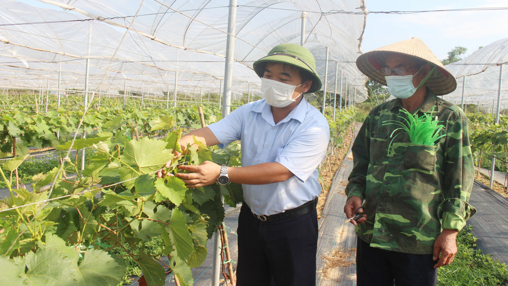 Nho Hạ Đen - cây trồng mới cho nông dân