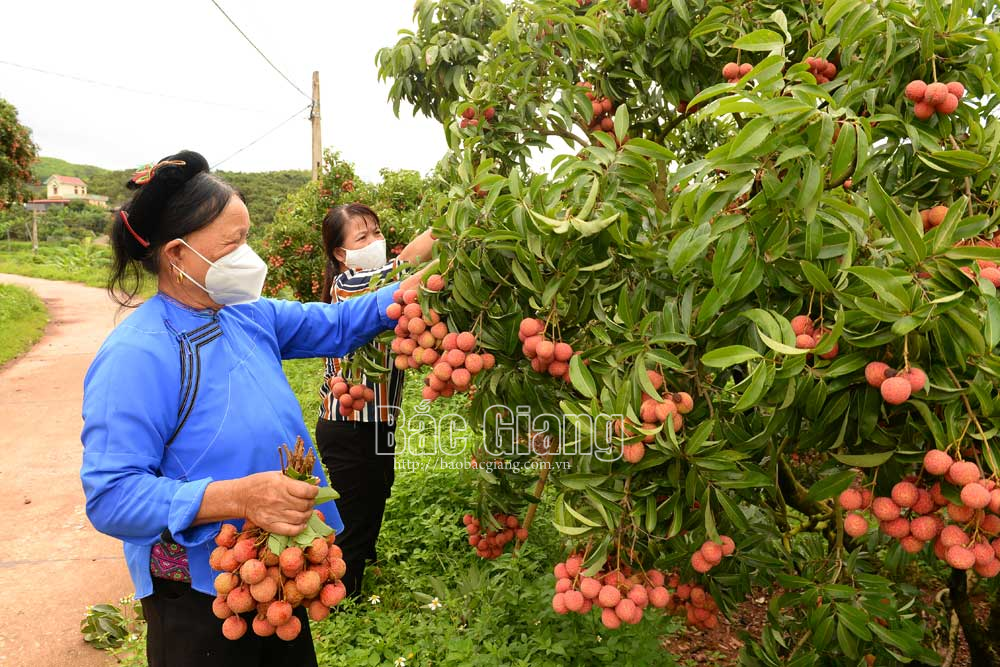 Lục Ngạn: Vụ vải kết thúc sớm hơn, tiêu thụ thuận lợi