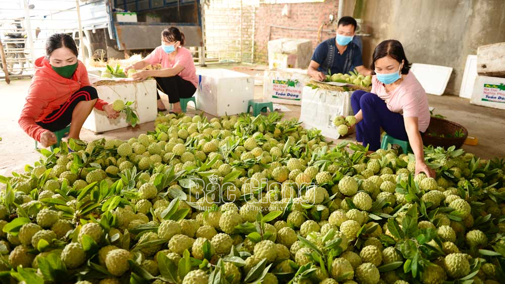 Bắc Giang: Na đầu vụ giá cao, hút khách