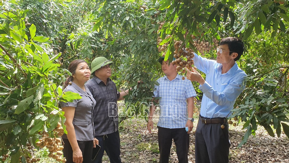 Yên Thế: Thành lập thêm hợp tác xã nông nghiệp