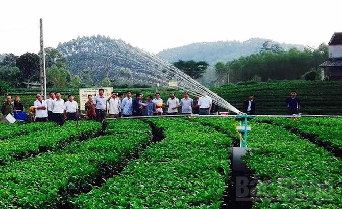 Tưới phun mưa cho chè: Giảm chi phí, tăng hiệu quả kinh tế