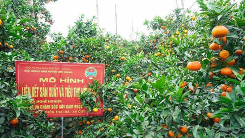 QUỸ HỖ TRỢ NÔNG DÂN- ĐÒN BẨY GIÚP NÔNG DÂN LÀM GIÀU