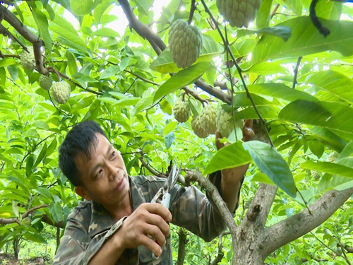 Làm giàu từ mô hình Na dai trên núi đá