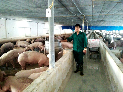 Thu tiền tỷ từ nuôi lợn