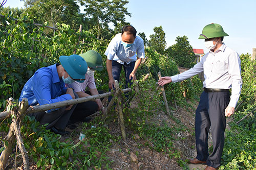 Chủ tịch Hội Nông dân tỉnh thăm mô hình sản xuất tại huyện Tân Yên