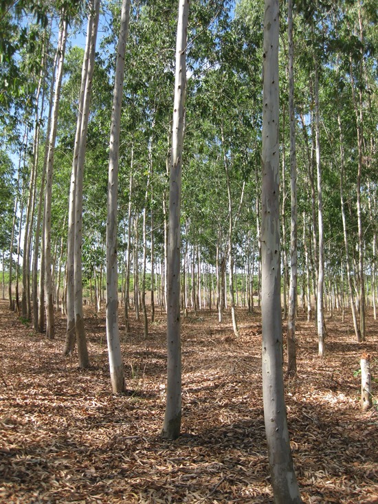 Kỹ thuật gây trồng cây bạch đàn Caman