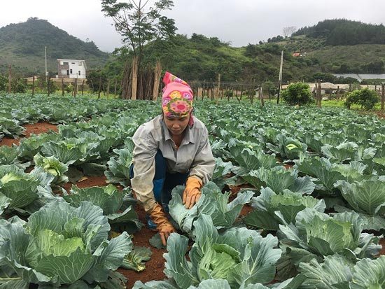 Kỹ thuật bón phân cho bắp cải, cà chua vụ đông