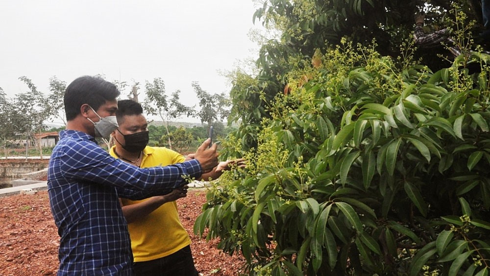 Hội Nông dân là nòng cốt trong tổ chức sản xuất nông nghiệp và nâng cao chất lượng các sản phẩm OCOP